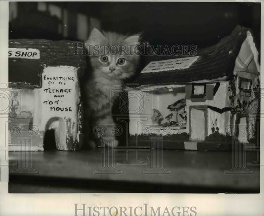 1961 Press Photo Kitten standing at miniature shops London's Crystal Palace Zoo - Historic Images