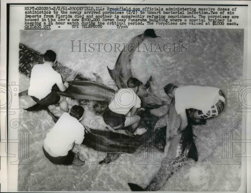 1961 Press Photo Brookfield Ill Zoo officials administering doses of antibiotics - Historic Images