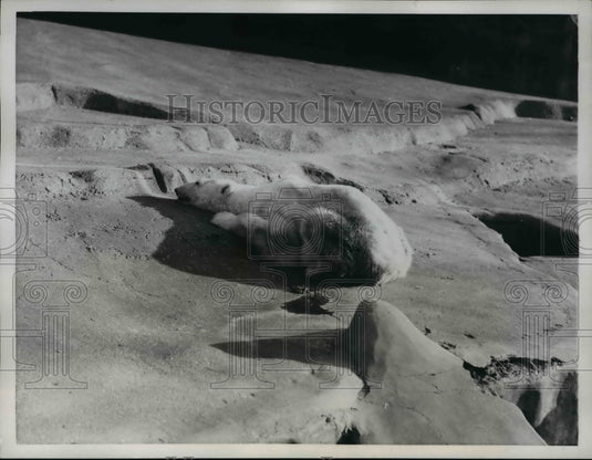 1957 Press Photo Paris this polar bear at the Paris Vincennes Zoo snuggles up to - Historic Images