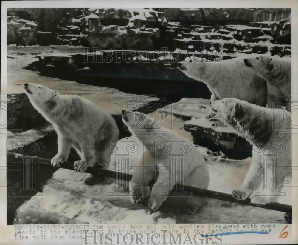 1950 Press Photo Heavy snow and cold weather agrees with these Polar Bears - Historic Images