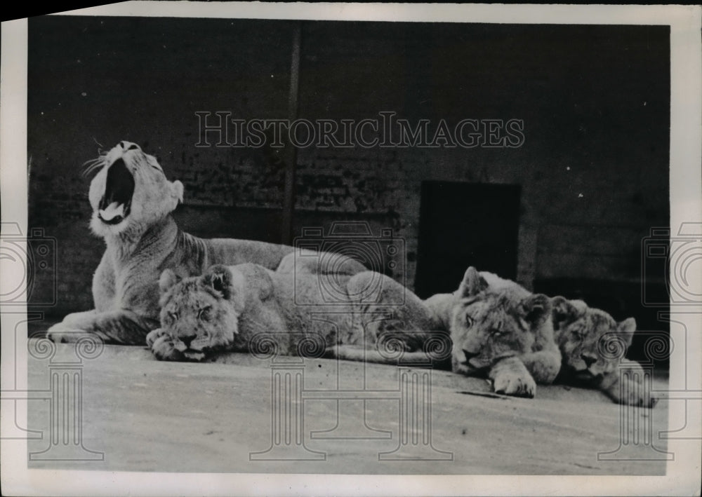 1945 Press Photo London Monty, Ike and Waaf 3 lion cubs born at the London Zoo - Historic Images