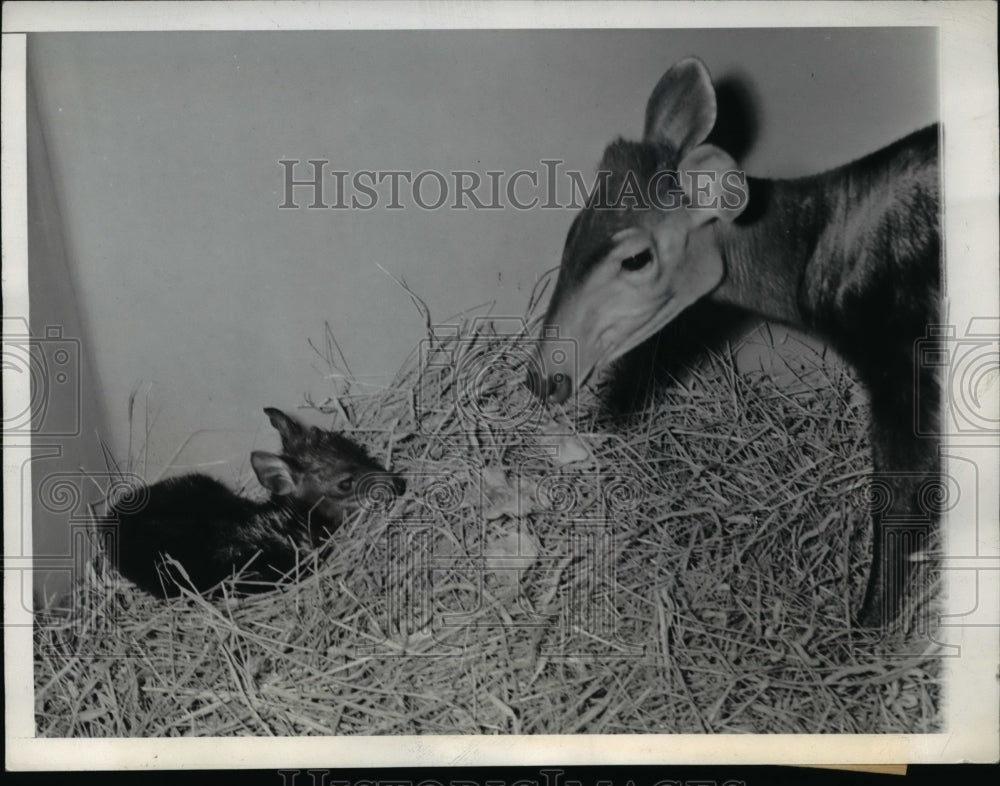 1943 Press Photo Wash DC An antelope &amp; her baby at Washington zoo - Historic Images