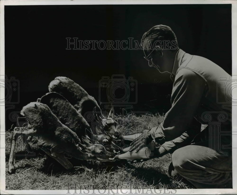 1952 Press Photo A zoo keeper feeding three deer fawns - Historic Images