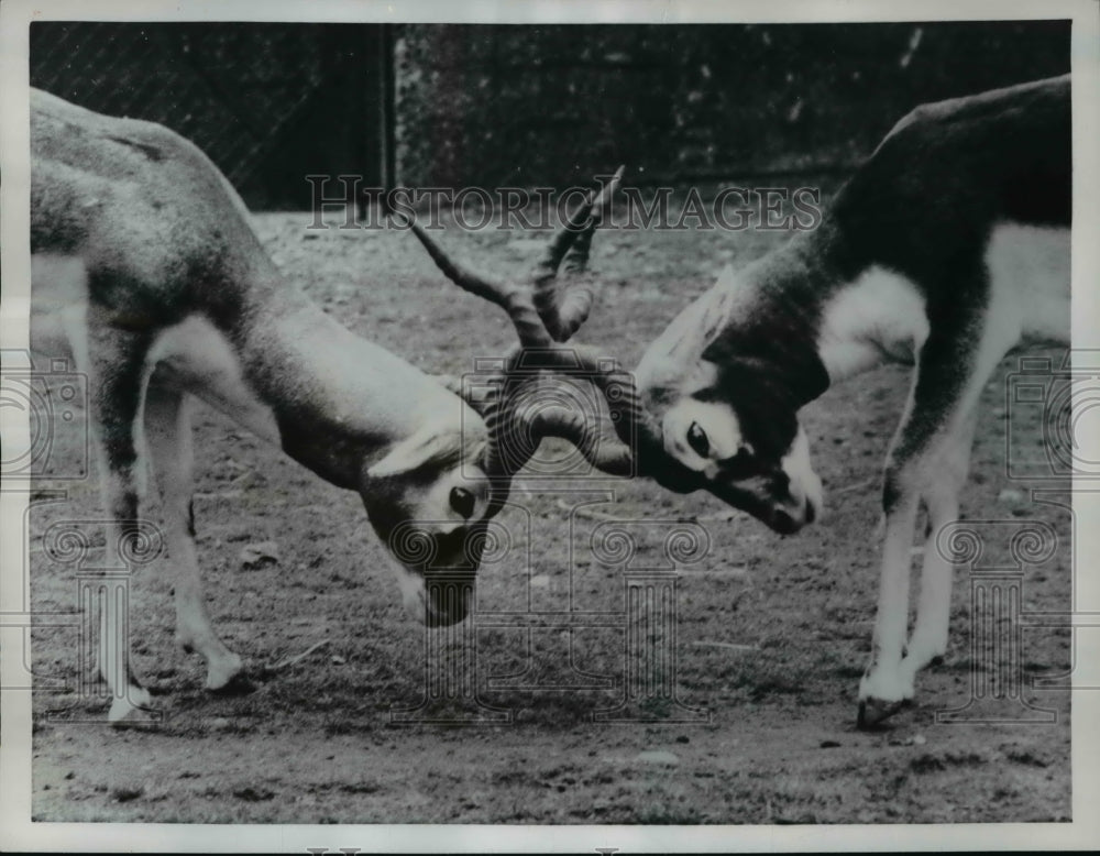 1961 Press Photo London Indian Black buck deer at the zoo - Historic Images