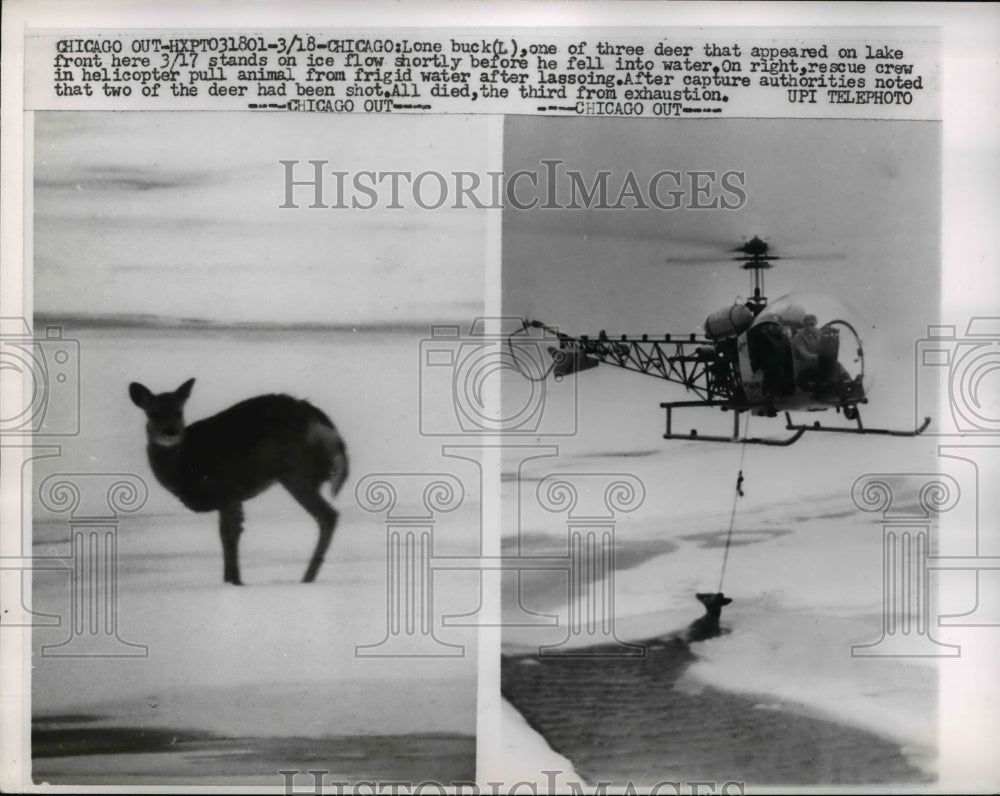 1960 Press Photo Chicago helicopter rescue of deer from ice on a lake - Historic Images