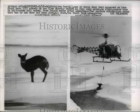 1960 Press Photo Chicago helicopter rescue of deer from ice on a lake - Historic Images