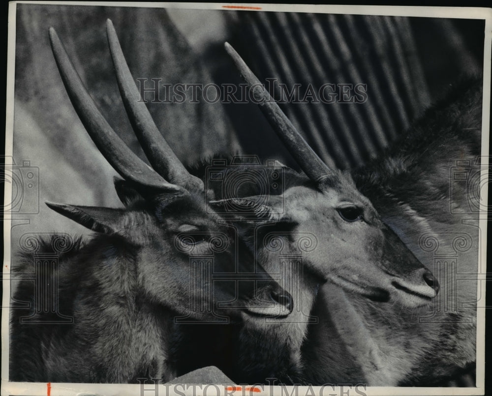 1969 Press Photo Paris France antelopes at Vincennes zoo - Historic Images