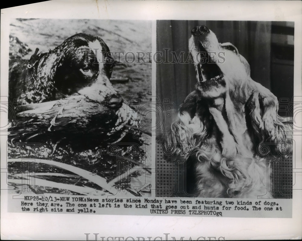 1954 Press Photo Dog at left hunts for food &amp; one at right sits and yells - Historic Images