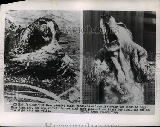 1954 Press Photo Dog at left hunts for food & one at right sits and yells - Historic Images