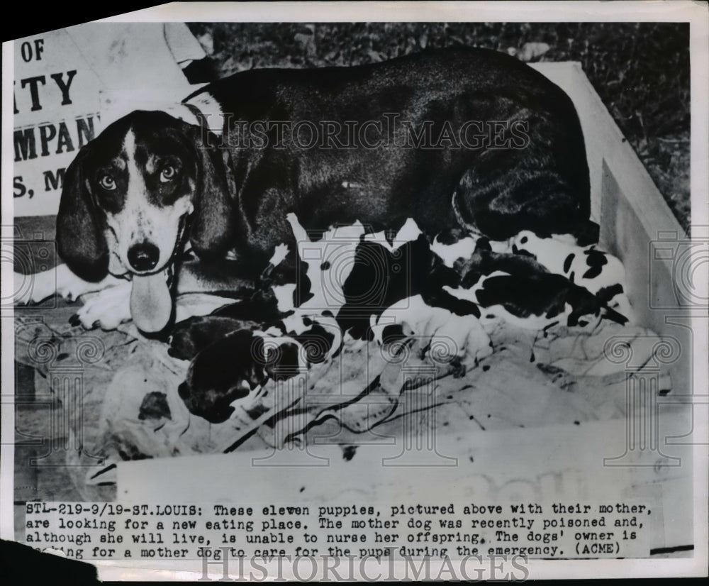 1950 Press Photo Eleven puppies with mother looking for new eating place - Historic Images