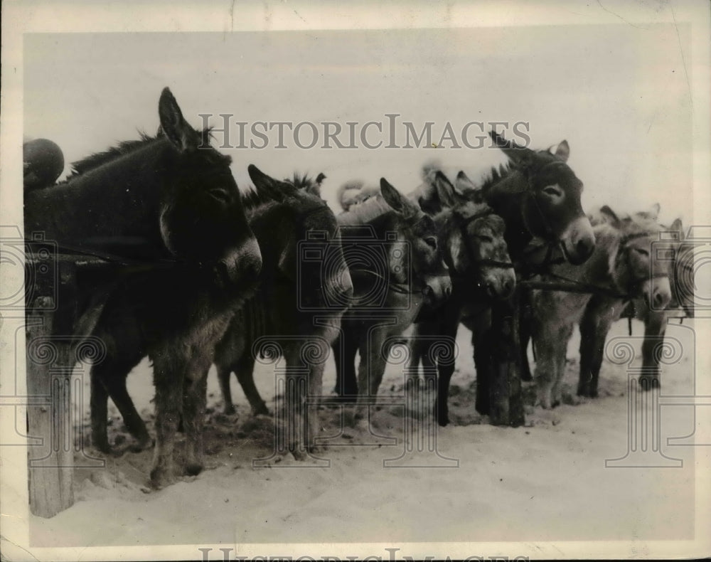 1936 Press Photo A row of Donkeys on the Beach of Biaritz France waiting for the - Historic Images