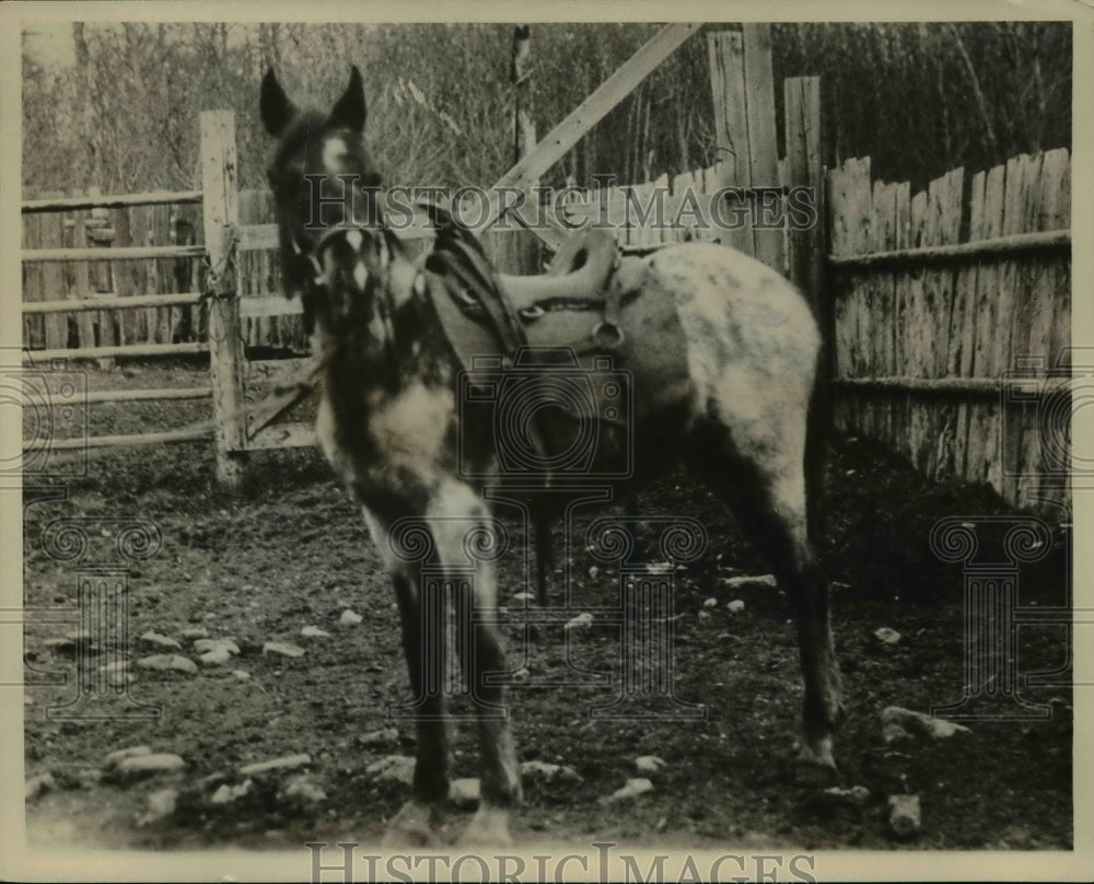 1931 Press Photo Close up of one of the Broncho Arabians yearlings just - Historic Images