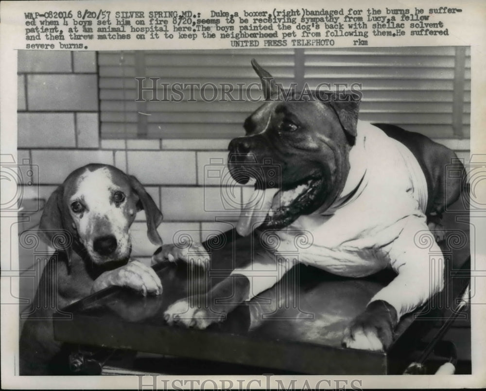 1957 Press Photo Silver Springs Md Duke a boxer bandaged for burns he suffered - Historic Images