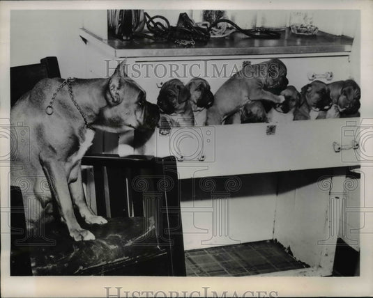 1949 Press Photo Boxer Bladans Yo Yo with her seven puppies - Historic Images