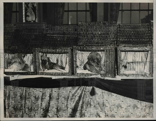 1938 Press Photo The Kennel of Mrs, Richard S.Quigley - Historic Images