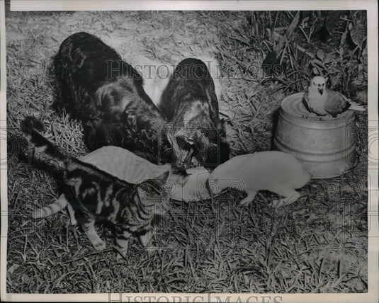 1952 Press Photo The bulldog mothering the kittens squirrels and love birds - Historic Images