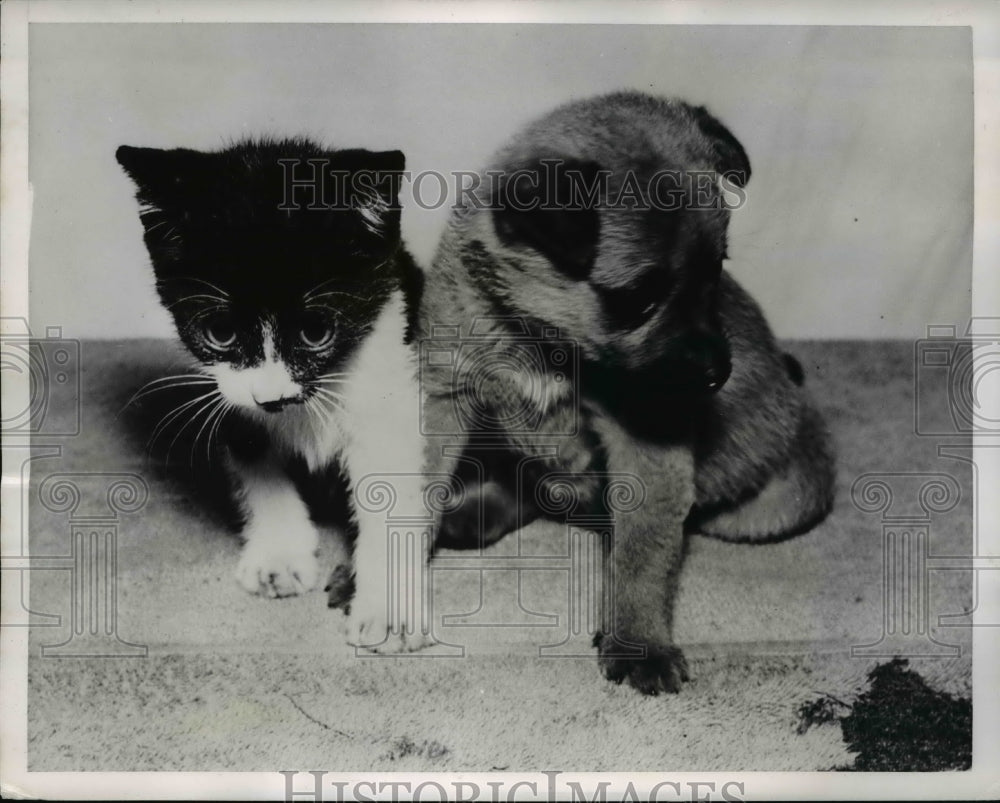 1952 Press Photo The boxer puppy and his feline friend, Japan&#39;s mascots - Historic Images