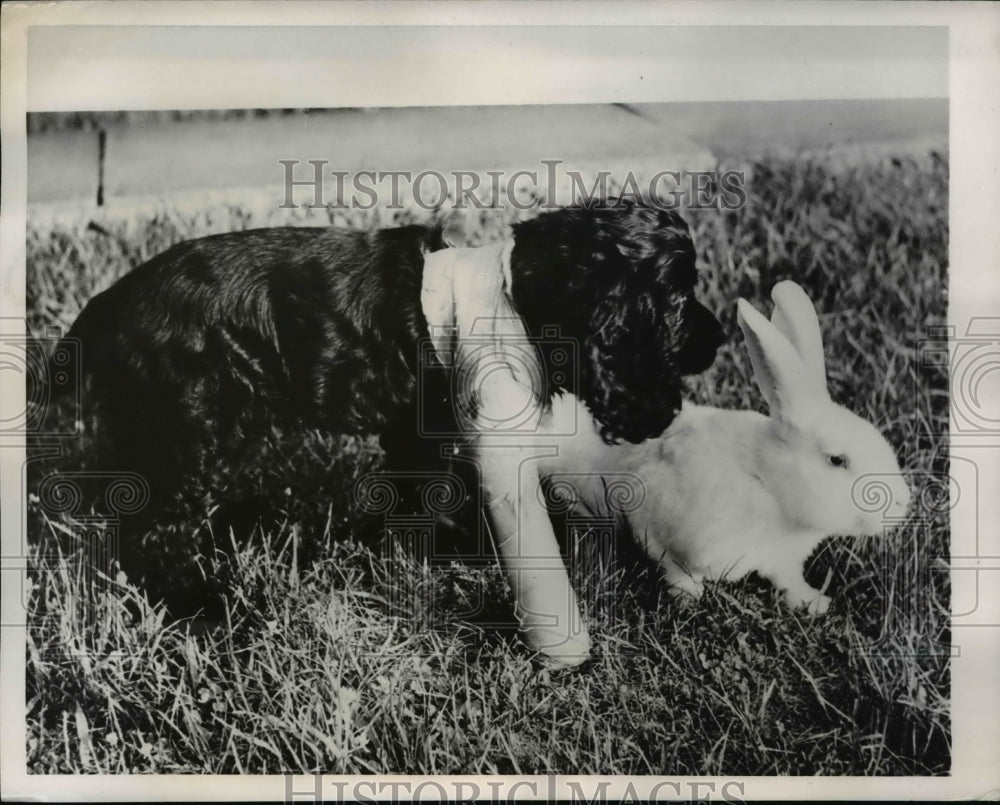 1952 Press Photo Kimo the puppy with his buddy Pinky the rabbit - Historic Images