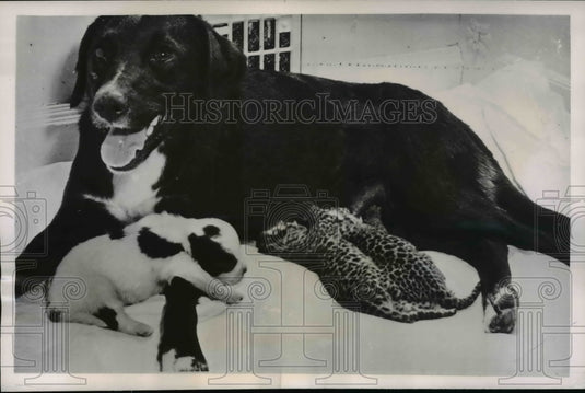 1952 Press Photo Leopard cubs drink milk provided by a dog in Milwaukee Zoo - Historic Images