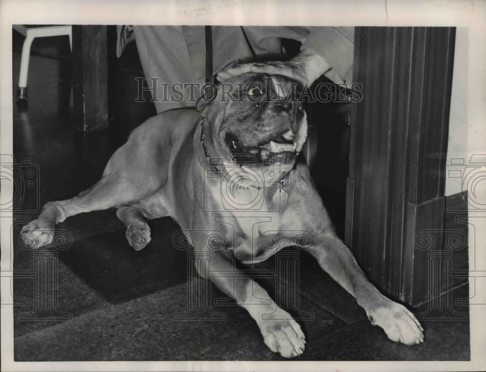 1953 Press Photo Lucky the Boxer puppy saved Millicent Armin - Historic Images