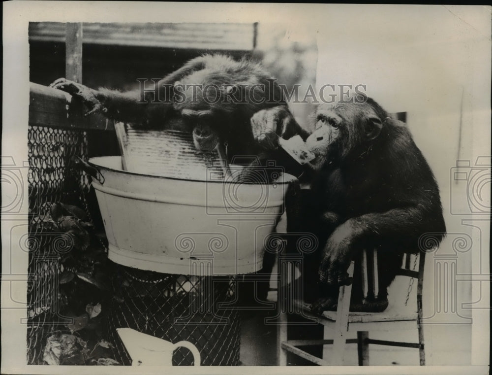 1937 Press Photo Peter and Jackie chimpanzees at London zoo - Historic Images