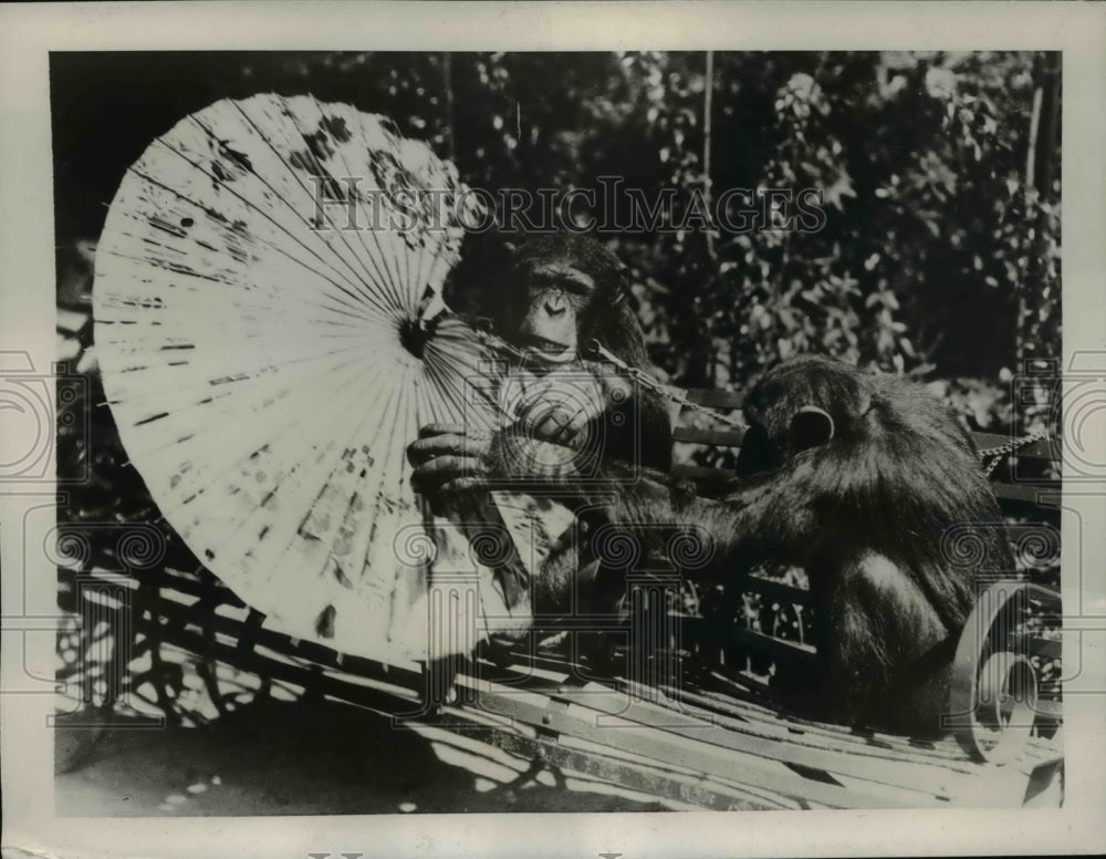 1937 Press Photo Jackie &amp; Peter chimps at London zoo - Historic Images