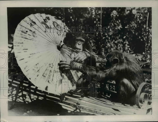 1937 Press Photo Jackie & Peter chimps at London zoo - Historic Images