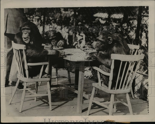 1936 Press Photo Jackie & Peter chimps at London zoo have a tea party - Historic Images