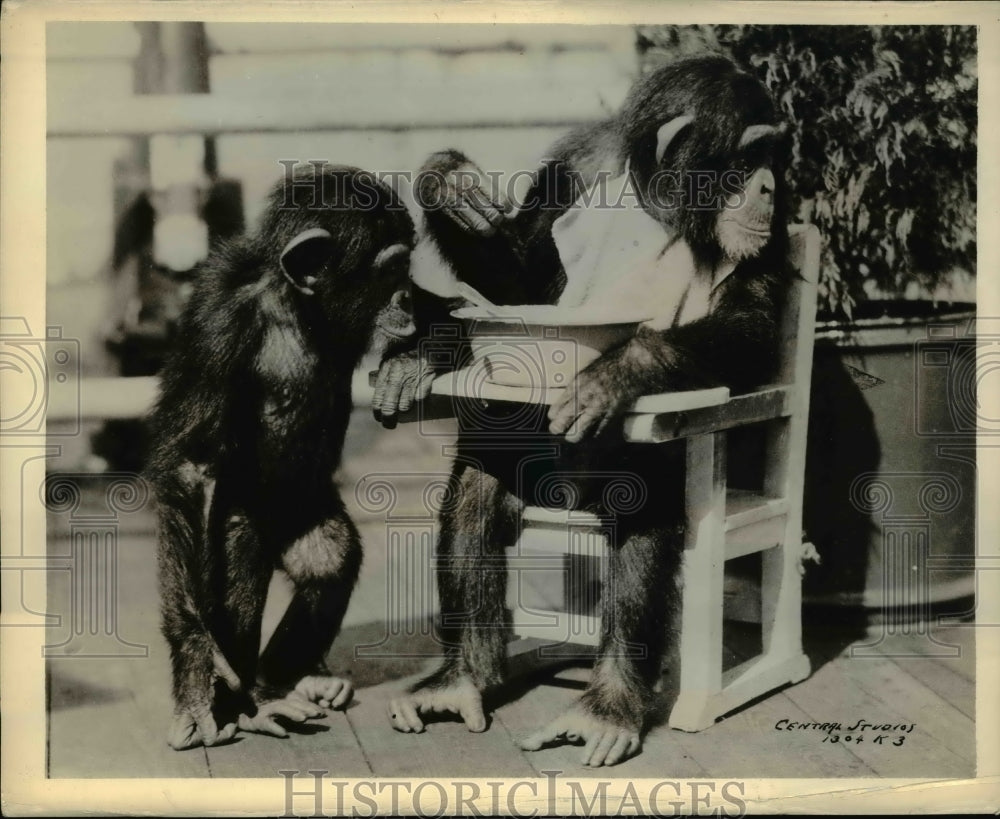 1937 Press Photo Joe Joe &amp; Uncle chimpanzees at play - Historic Images