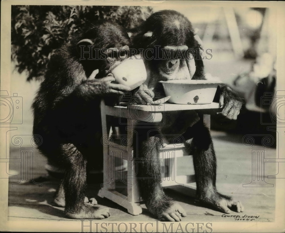 1937 Press Photo Two chimpanzees at play at a zoo - Historic Images