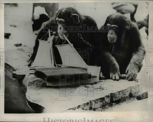 1938 Press Photo George the chimp &  Bagu at a zoo - Historic Images
