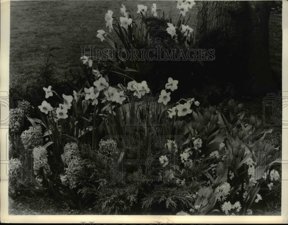 1958 Press Photo Tulips, Daffodils, and Hyacinths to give the welcome season - Historic Images