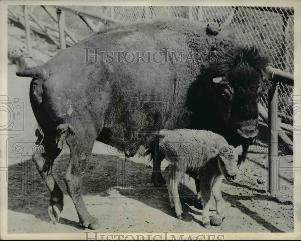 1943 Press Photo Philadelphia Pa A bison cow &amp; her baby calf at zoo - Historic Images