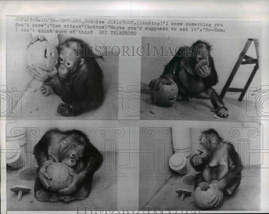 1961 Press Photo Portland Ore An baby orangutan at the zoo - Historic Images