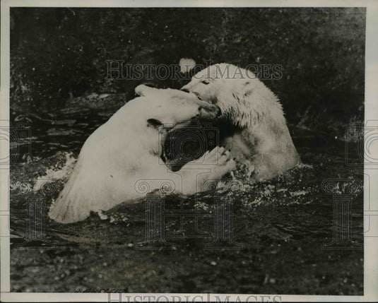 1938 Press Photo London Pavlov & Pavlova polar bears at play - Historic Images
