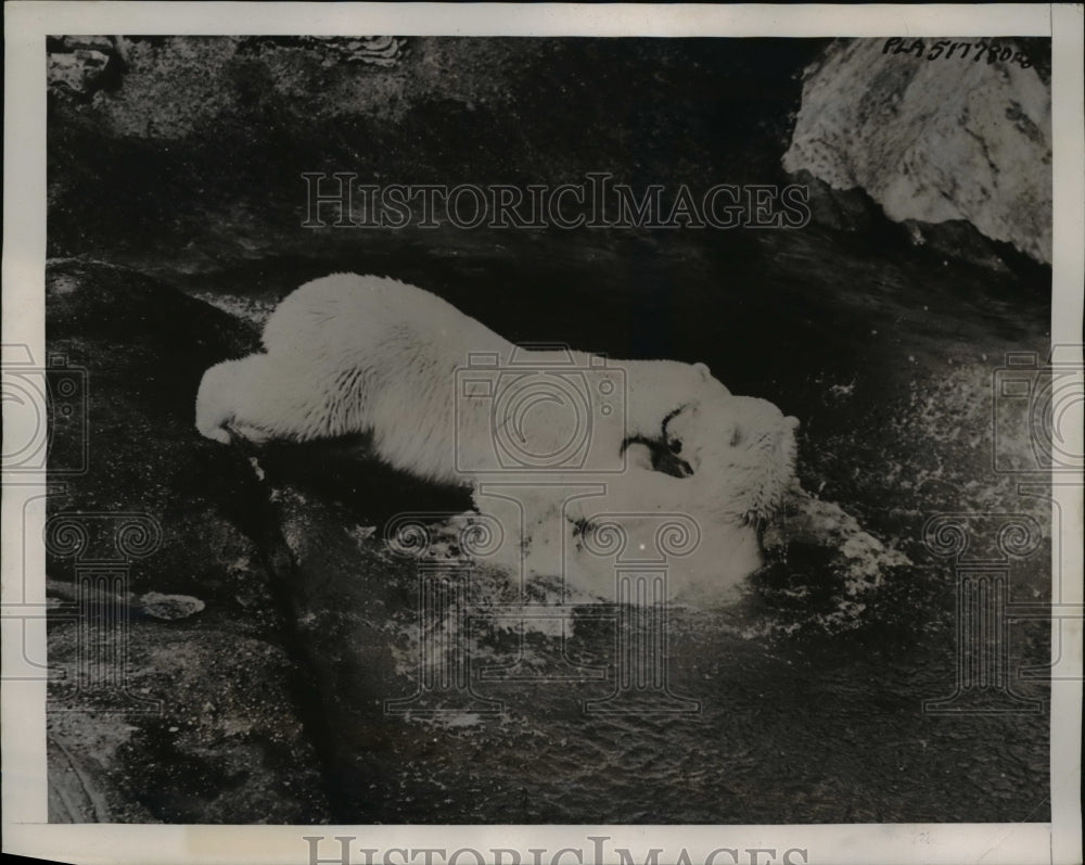 1939 Press Photo A polar bear in pool at a zoo - Historic Images