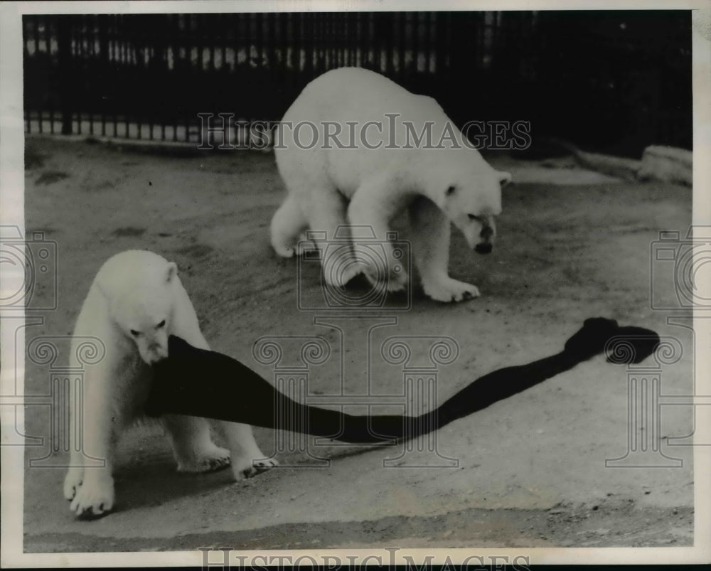 1938 Press Photo Barbara Bear &amp; Fritz London zoo polar bears - Historic Images