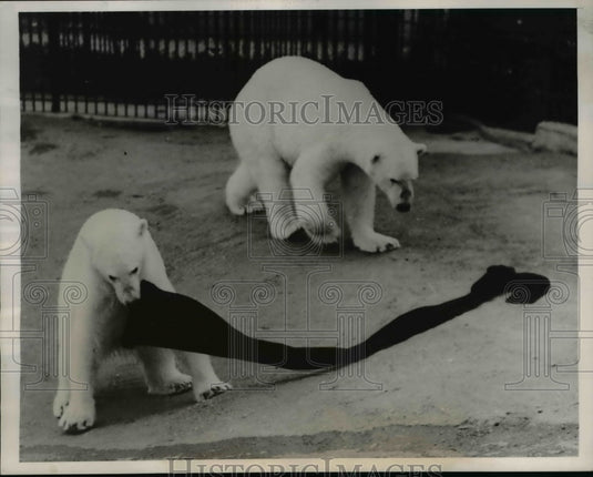 1938 Press Photo Barbara Bear & Fritz London zoo polar bears