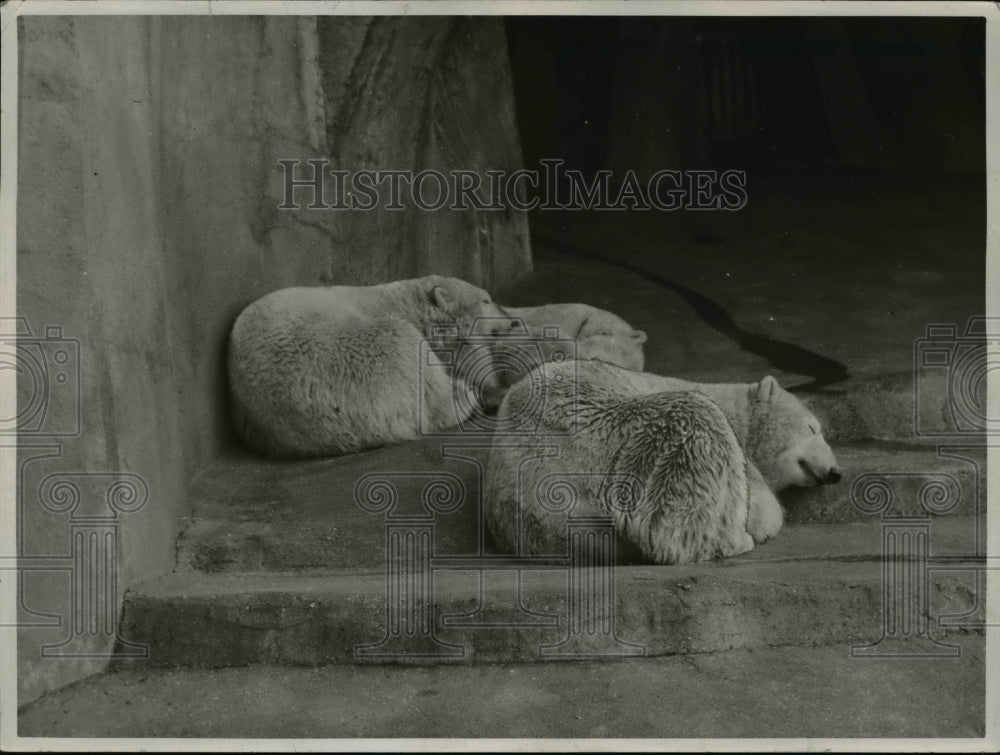 1939 Press Photo Three polar bears take a nap at a zoo - Historic Images