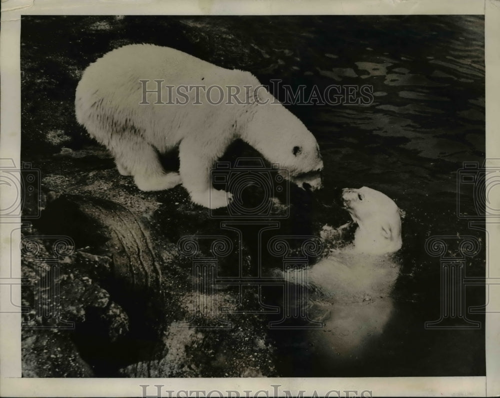 1939 Press Photo Polar bears in a pool in zoo enclosure - Historic Images