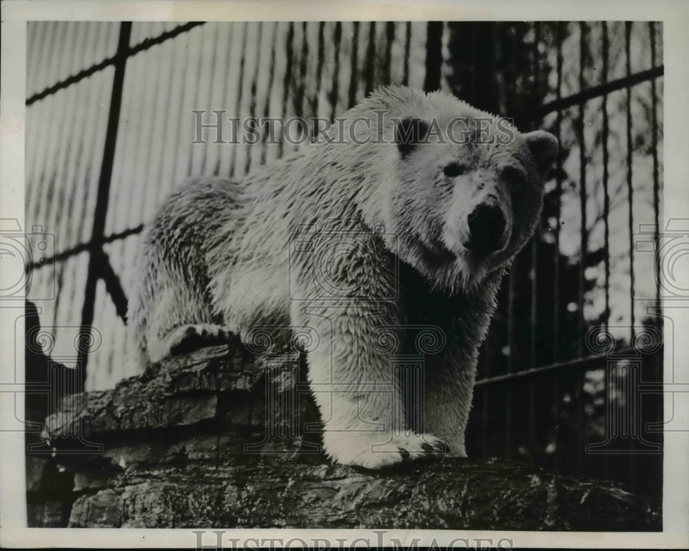 1938 Press Photo Quebec&#39;s Diving Bear Fanny at the Quebec Zoological Park - Historic Images