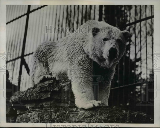 1938 Press Photo Quebec's Diving Bear Fanny at the Quebec Zoological Park - Historic Images