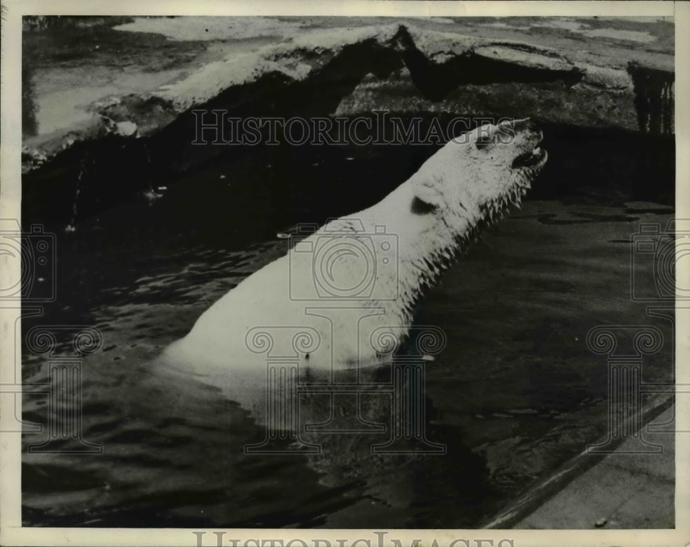 1936 Press Photo Melbourne Zoo Polar Bear taking a dip - Historic Images