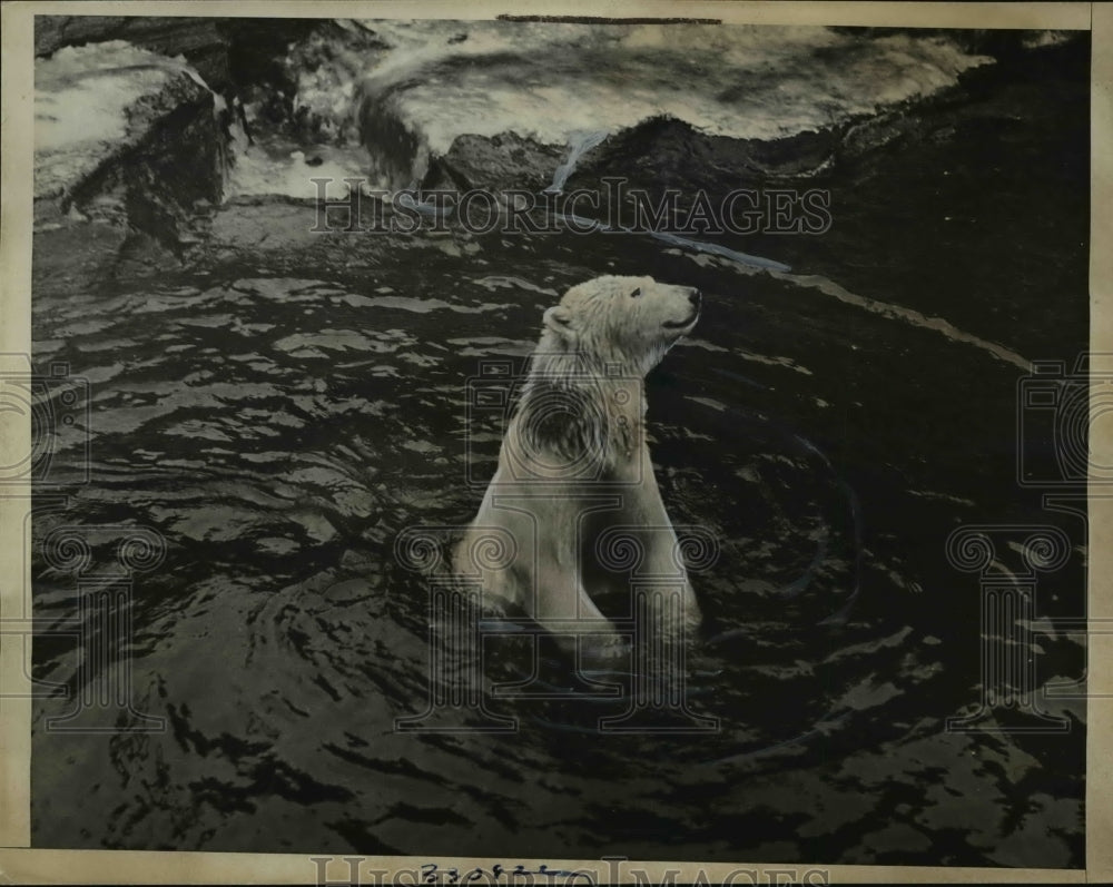 1936 Press Photo Polar Bear in his pool at the Prospect Park New York Zoo - Historic Images