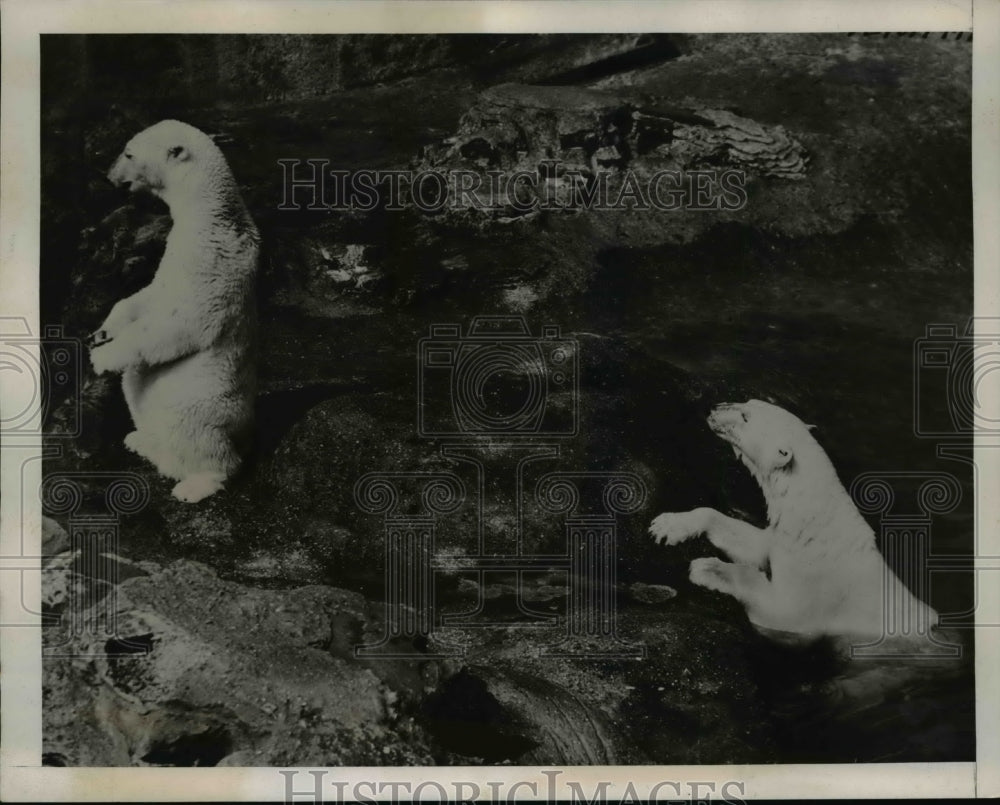 1939 Press Photo Polar Bears on performance at the London Zoo - Historic Images