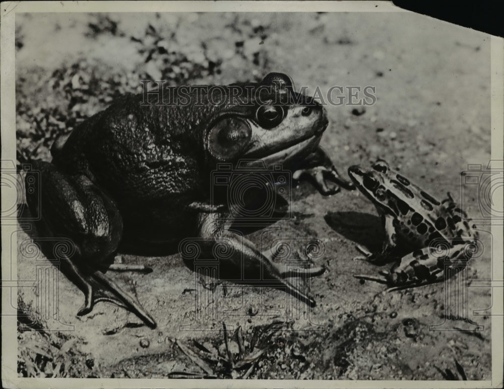 1934 Press Photo Granopa Bullfrog and young spotted frog - Historic Images