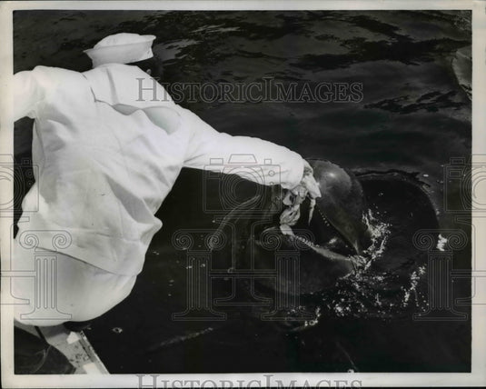 1957 Press Photo Marineland attendant feeding the whale in captivity - Historic Images