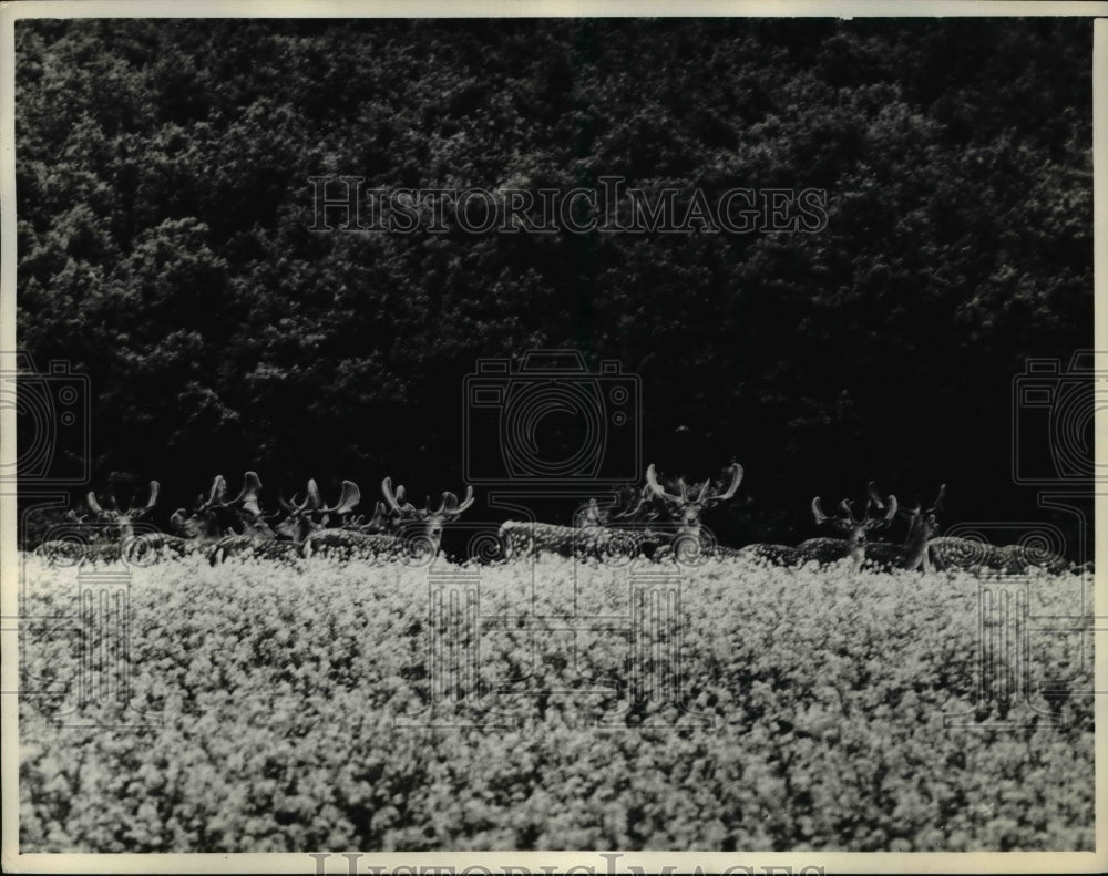 1974 Press Photo Beautiful and favorable climate for the deers - Historic Images