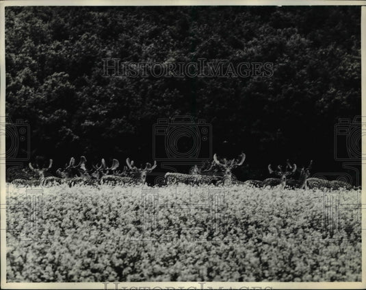 1974 Press Photo Beautiful and favorable climate for the deers - Historic Images