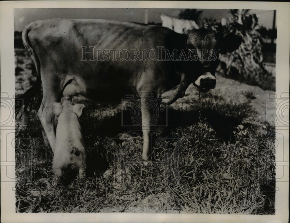 1939 Press Photo Pork and Daisy &quot;Great Pals&quot; on the farm of John Mitchell - Historic Images